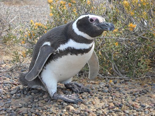 Pinguino - foto Blue Lama